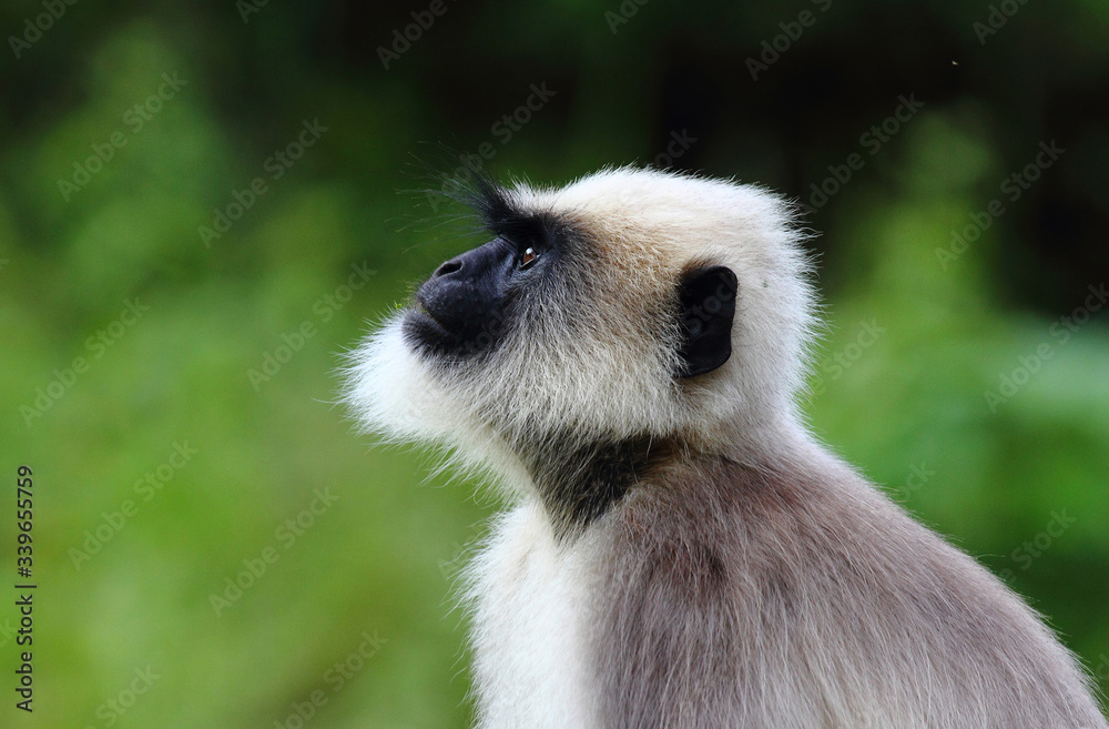 Fototapeta premium Hanuman Langur