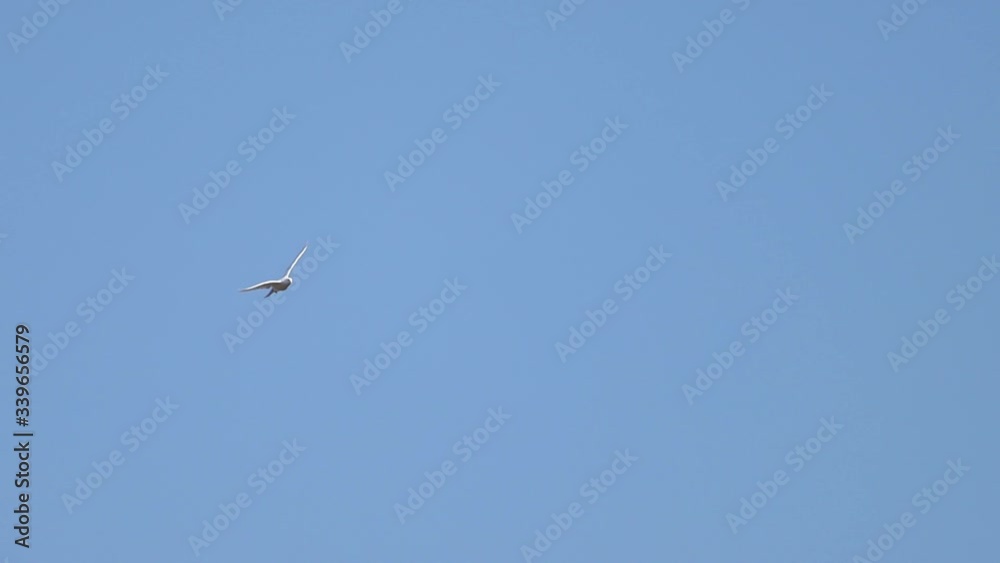 white dove slow motion flies through the sky white dove slow motion flies through the sky