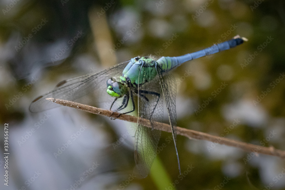 A blue dasher dragonfly resting with a lake glimmering in the background