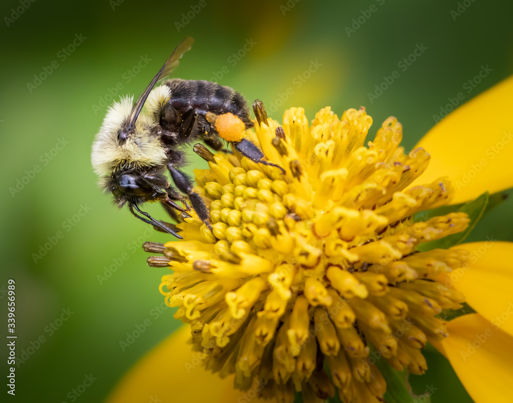 An American Bumblebee arches over a yellow daisy flower in a green summer meadow An American Bumblebee arches over a yellow daisy flower in a green summer meadow