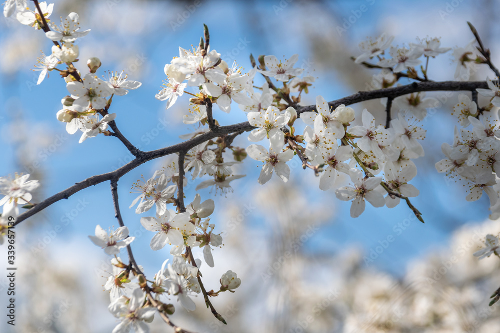 Beautiful blooming apple tree. Spring flowering of trees in sunbeams, selective focus Beautiful blooming apple tree. Spring flowering of trees in sunbeams, selective focus