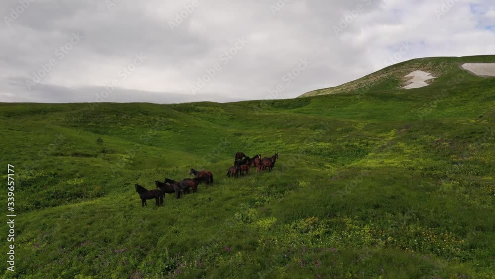 Aerial View. Drone flight over big grass field during a sunset, herd of wild horses. Aerial View. Drone flight over big grass field during a sunset, herd of wild horses.