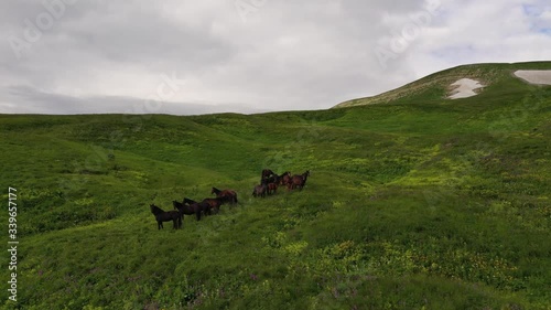 Aerial View. Drone flight over big grass field during a sunset, herd of wild horses.