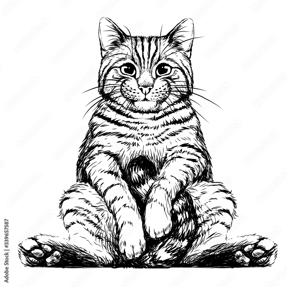 Кот сидит рисунок