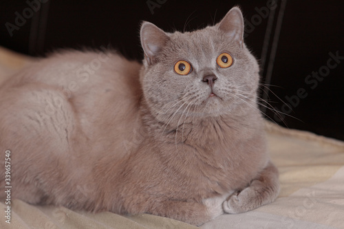 Fototapeta Naklejka Na Ścianę i Meble -  Purple British cat. The cat lies on the bed and looks up. Portrait of a pet.