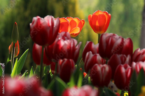 tulip  flower  red  spring  tulips  nature  garden  flowers  green  field  plant  bloom  blossom  beauty  beautiful  colorful  floral  flora  bright  summer  yellow  color  season  petal  fresh