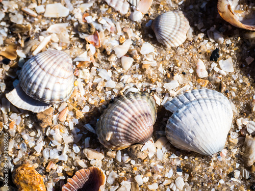 Sea shells, sand and rocks on the beach background