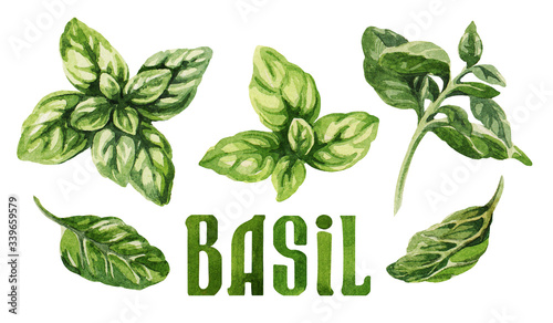 Basil. Hand drawing watercolor on white background. Can be used for decoration of cards, stickers, encyclopedias, menus, as well for seed packaging.
