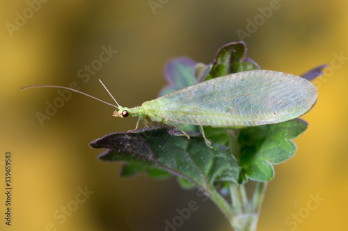 Green Lacewing Chrysopa perla, biological control of agriculture pests photo