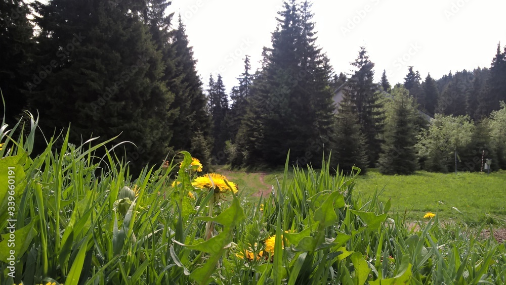 Obraz premium Colorful meadow flowers in grass in nature or in the garden. Slovakia
