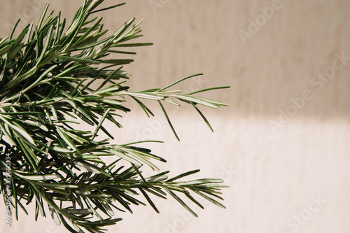 branches of rosemary on a light background