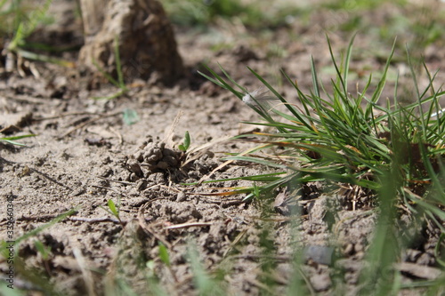 green grass and brown soil in spring