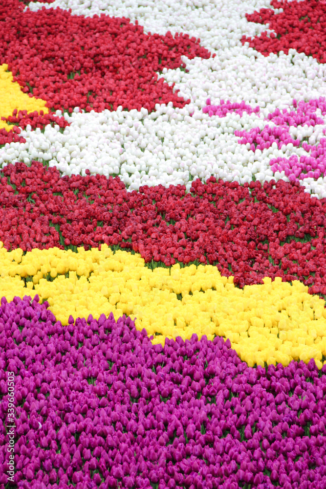 Textura de tulipanes en colores