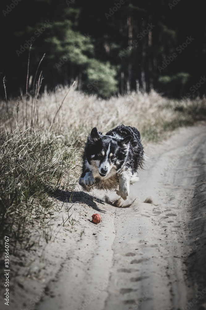 dog on the beach