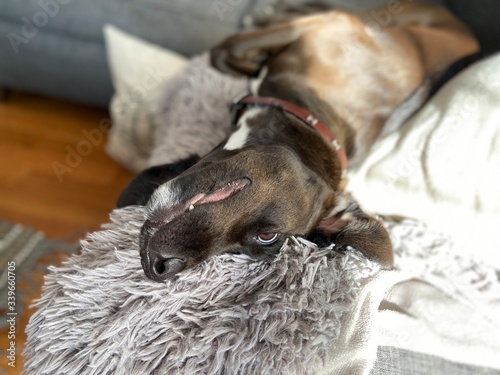 Cute dog laying on the couch