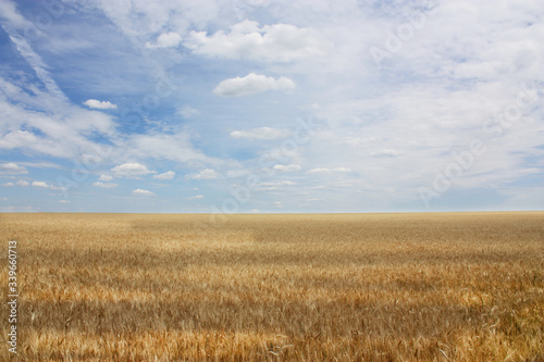 Golden wheat field with blue sky in background