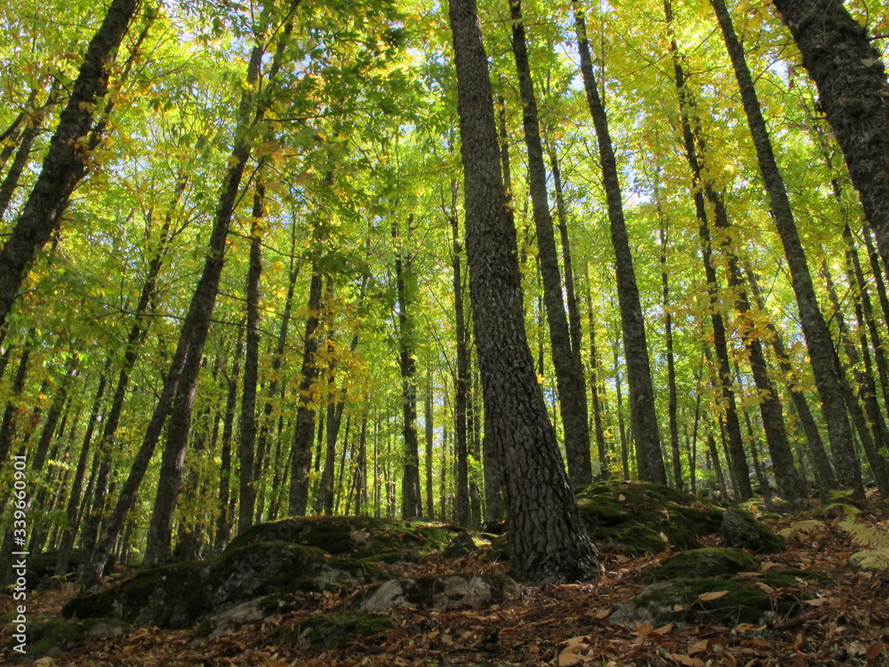 Obraz premium Arboles