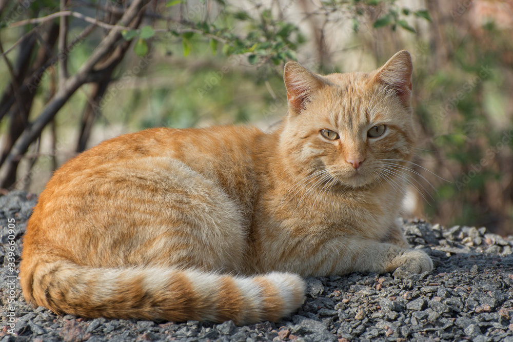A ginger cat is lying in a ground and looking at the camera. Street stray cats.