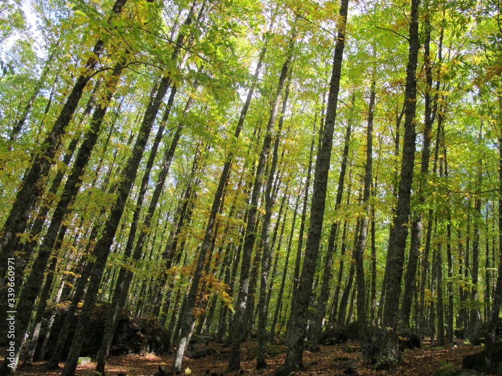 Arboles Arboles