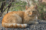 A ginger cat is lying in a ground and looking at the camera. Street stray cats.