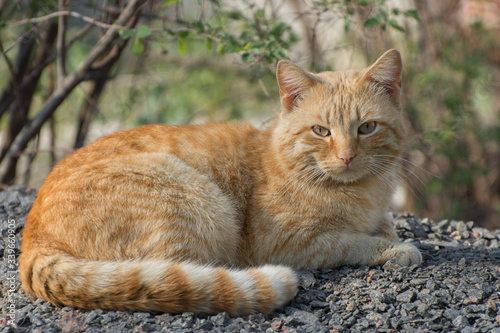 A ginger cat is lying in a ground and looking at the camera. Street stray cats. © imartsenyuk