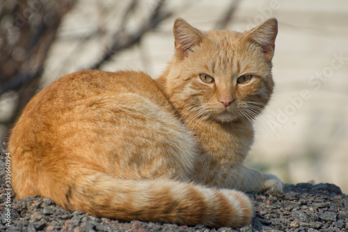 Street stray cats. A ginger cat is lying in a meadow and looking at the camera.