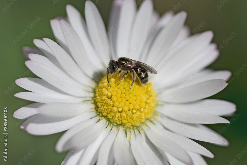 Wild bee pollinating a wild daisy flower Wild bee pollinating a wild daisy flower