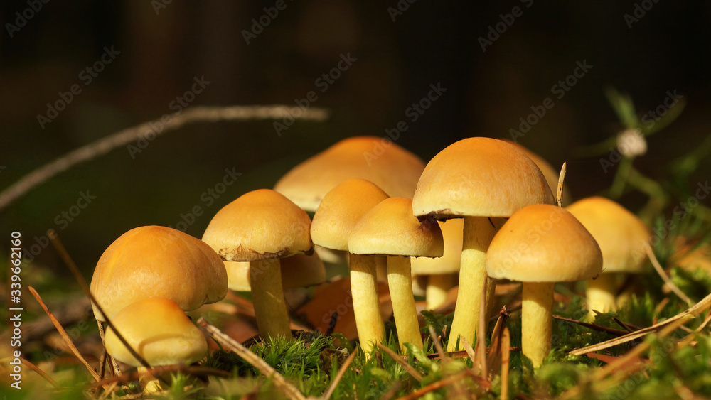 Golden fungi Golden fungi