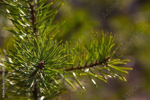 Pine tree nature background. Pine tree leaves, close up. Nature concept. Twig of young pine. Pine branch in early spring. Spring forest in sunny day. Young green twigs on green blurred background. 