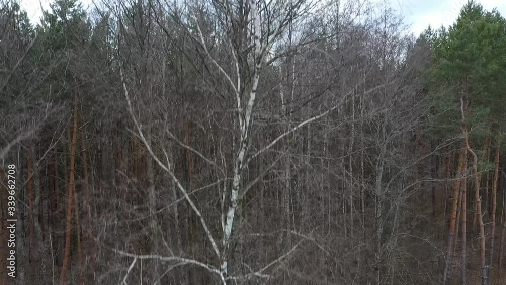 Image of birch from bottom to top in autumn. Panorama of a park with birch trees, outdoors, in the daytime. Winter natural landscape bottom view on the crowns and tops of birch trees. Сold season Image of birch from bottom to top in autumn. Panorama of a park with birch trees, outdoors, in the daytime. Winter natural landscape bottom view on the crowns and tops of birch trees. Сold season