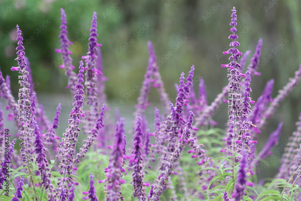 field of lavender field of lavender