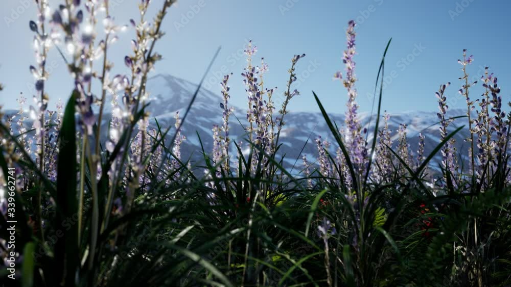 Lavender field with blue sky and mountain cover with snow Lavender field with blue sky and mountain cover with snow