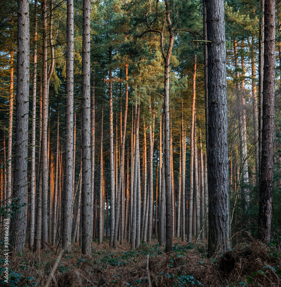 pine forest sunrise glow pine forest sunrise glow