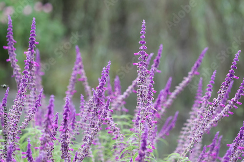 field of lavender