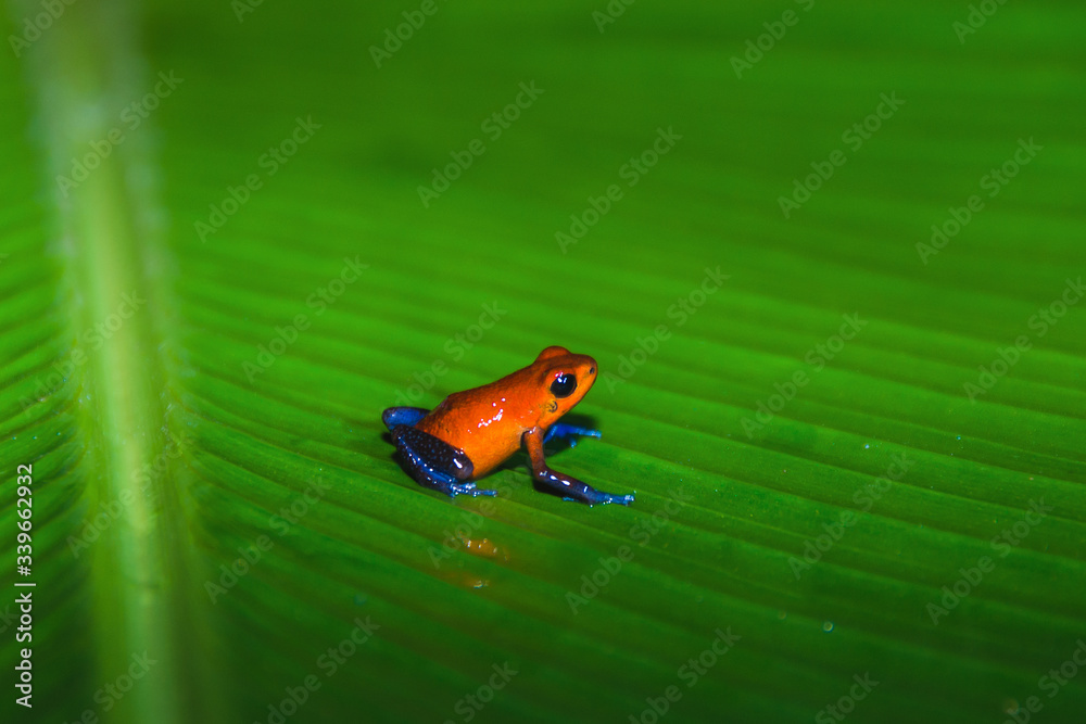 Strawberry poison dart frog, Dendrobates pumilio or Oophaga pumilio, also  called Blue Jeans Frog, living in the tropical forest of Costa Rica Stock  Photo | Adobe Stock