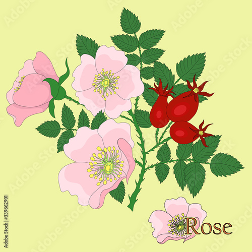 Rosaceae, rose. Illustration of a plant in a vector with flowers for use in decorating, creating bouquets, cooking of medicinal and herbal tea. 