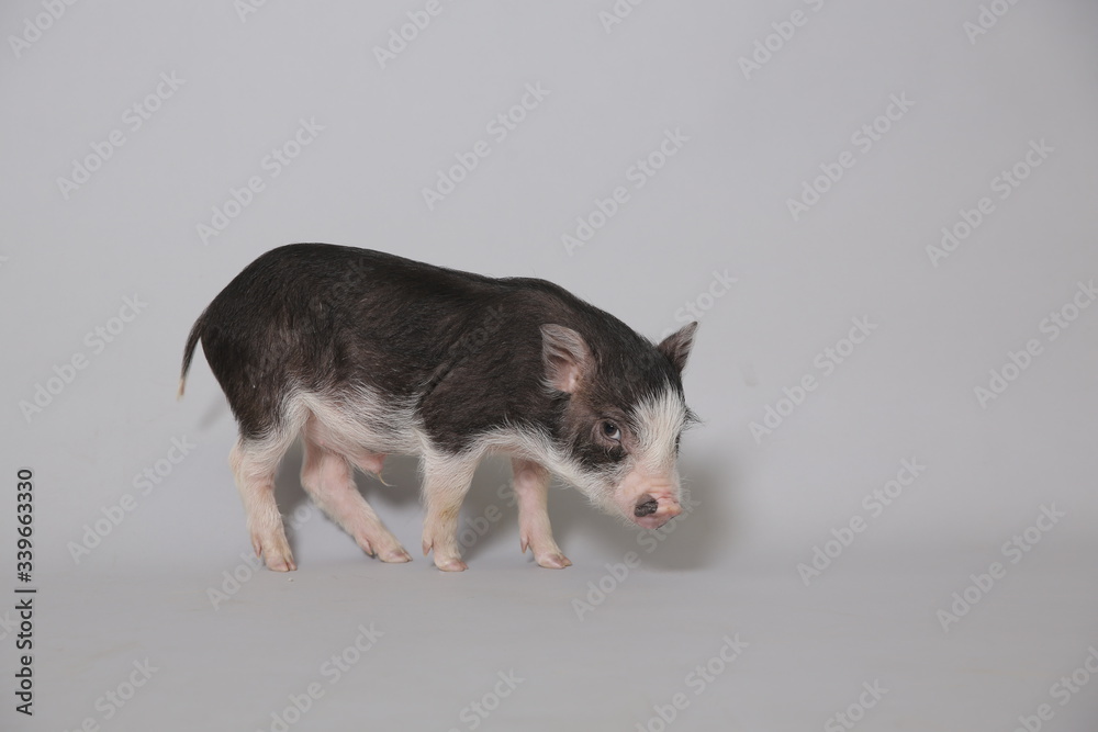Cute pink, black mini pig stands on a white background