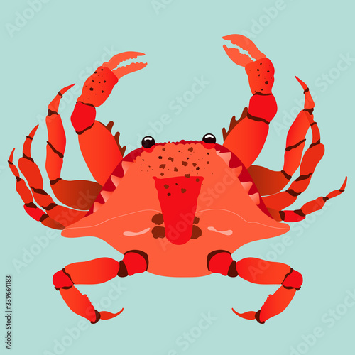 Red crab modern hand-drawn illustration. Trendy isolated vector design on a pastel green background. Red vibrant crab top-down view. Seafood and shellfish concept. 