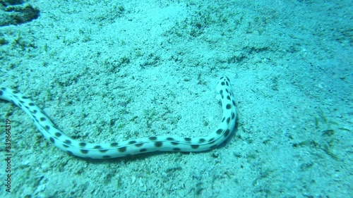 Tiger snake eel is hunting in Red sea