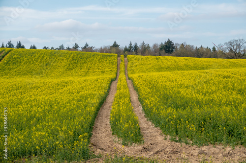  tractor track leads through a yellow rape field