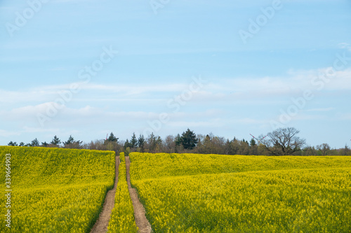  tractor track leads through a yellow rape field