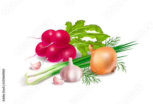 Photo realistic still life with vegetables : radishes , onion , green onion and garlic. Vector illustration.