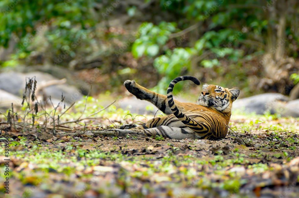 Fototapeta premium Royal Bengal Tiger