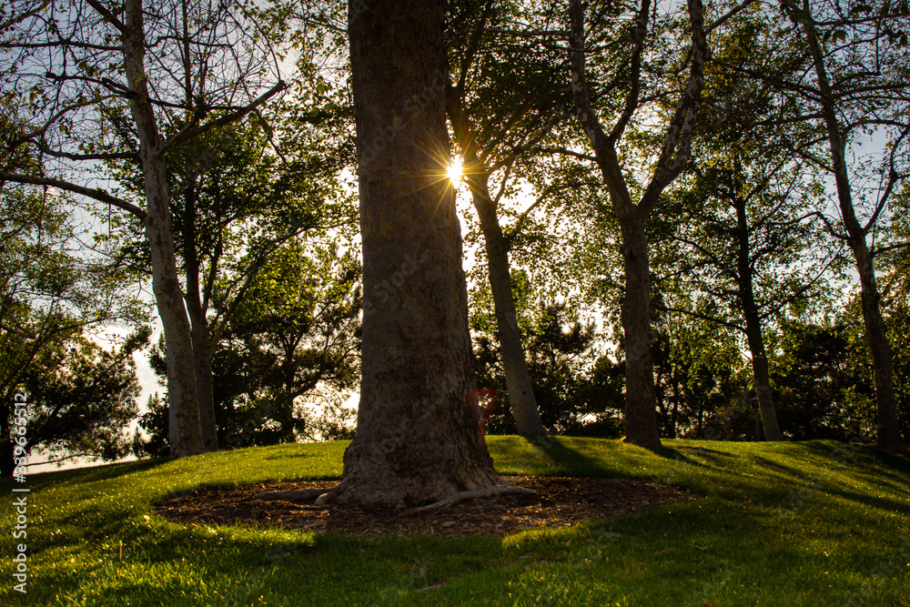 Fototapeta premium trees in the park with sun