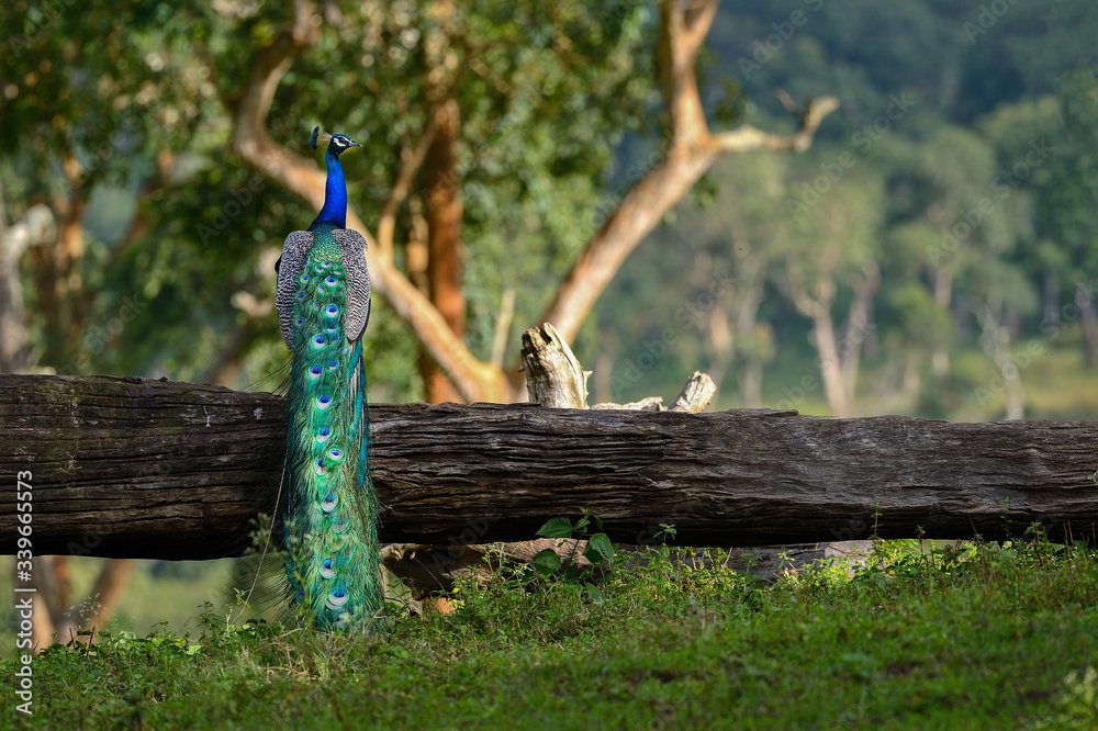 Fototapeta premium Indian Peafowl
