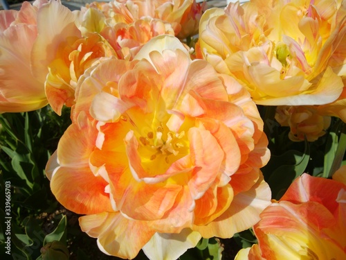 orange and yellow roses
