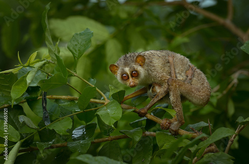 Slender Loris and baby Loris