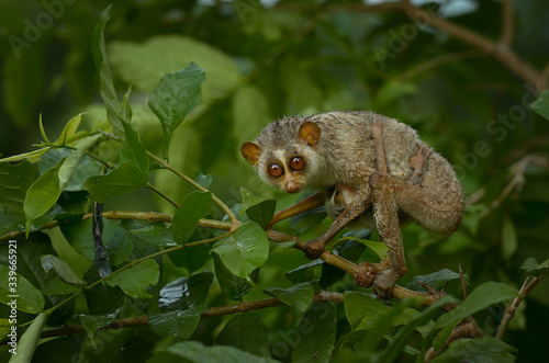 Slender Loris and baby Loris © faisalmagnet