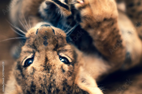 Photography Photo of a lion cub lying on its back playing with a tiger cub