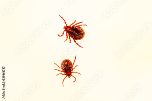 Two mites on the white background isolated photo